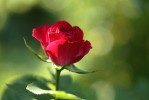 rose17_30-5-09.JPG