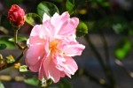 rose19_4_2014-1.jpg