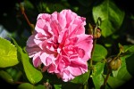 rose19_4_2014-2.jpg