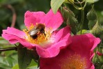 rose1_17-6-09.JPG