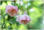rose1_23-6-09.JPG