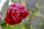 rose1_25-9-09.jpg