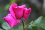 rose1_27-06-09.JPG