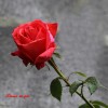 rose1_28-5-09.JPG