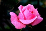 rose1_30-5-09.JPG