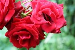rose1_6-7-09.JPG