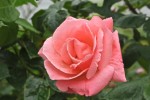 rose22-2-2013-1.jpg