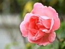 rose22-2-2013-2.jpg