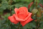 rose22-2-2013-3.jpg