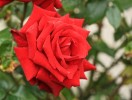 rose22-2-2013-4.jpg