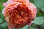 rose2_16-8-09.jpg