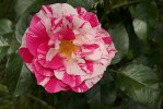 rose2_17-6-09.JPG