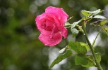 rose2_2-8-09.jpg