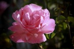 rose2_25-9-09.jpg