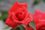 rose2_27-06-09.JPG