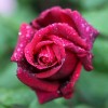rose2_28-5-09.JPG