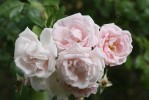 rose2_6-7-09.JPG