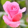 rose2_8-8-09.jpg