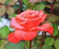 rose2mai2014-1.jpg