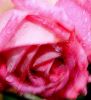 rose3 20-7-07.JPG