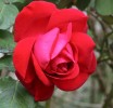 rose30aout-1.jpg