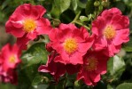 rose3_17-6-09.JPG