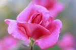rose3_25-9-09.jpg