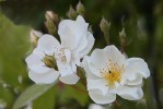rose3_28-5-09.JPG