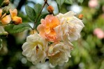rose4_17-6-09.JPG