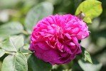 rose4_24-5-09.JPG