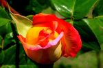 rose5.JPG