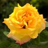 rose5_24-5-09.JPG