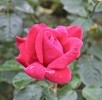 rose5aout-1.jpg