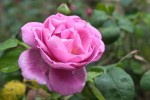 rose5aout-2.jpg