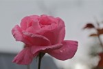 rose5aout-3.jpg