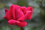 rose5aout-4.jpg