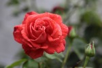 rose5aout-5.jpg