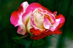 rose7_2014-1.jpg