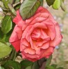 rose7mai-1.jpg