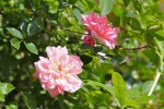 rose_11_5_2011-1.jpg