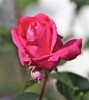 rose_11_5_2011-11.jpg