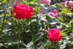 rose_11_5_2011-13.jpg