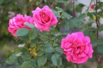 rose_11_5_2011-14.jpg