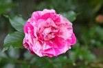 rose_12_5-2.jpg