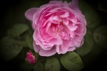 rose_17-9-09.jpg