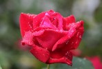 rose_2-8-09.jpg