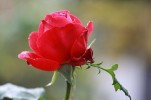 rose_23-11-09.jpg