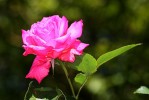rose_23-5-09.JPG