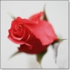 rose_27-11-09.jpg