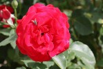 rose_27-7-09.jpg